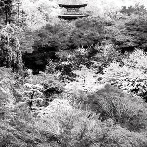 Meet your Posher, Cynthia